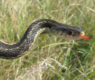 Eastern Garter Snake