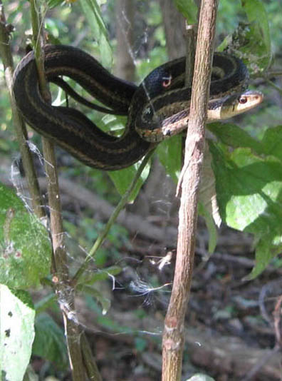 Eastern Garter Snake