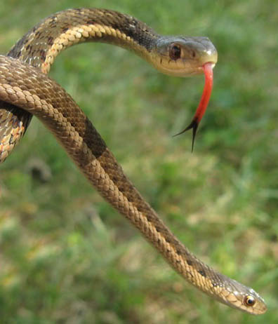 Eastern Garter Snake