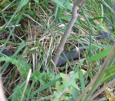 Northern Water Snake