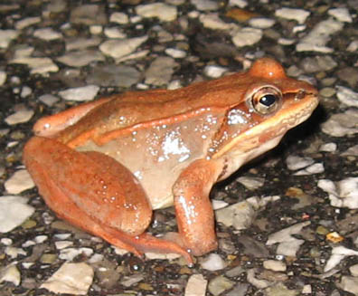 wood frog