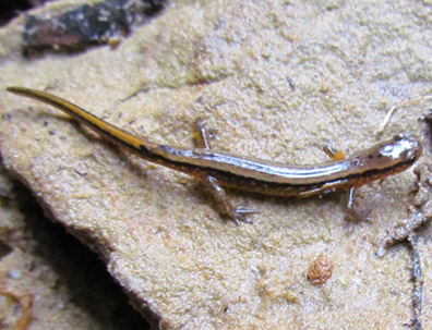 two lined salamander