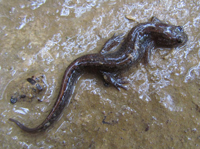 Dusky Salamander