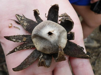 Earth Star Puffball