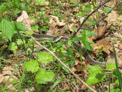 Eastern Garter Snake