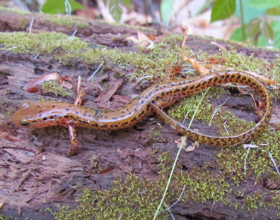 Longtail Salamander