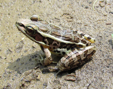 Pickerel Frog