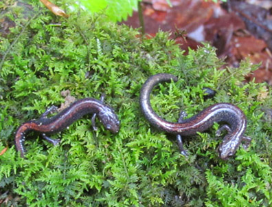 redback salamanders