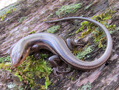 Five-lined Skink