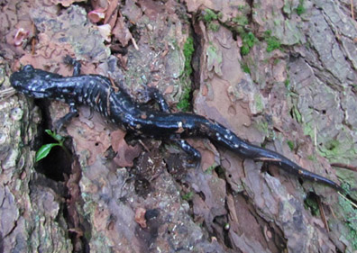 Slimy Salamander