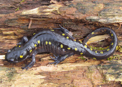 Spotted Salamander