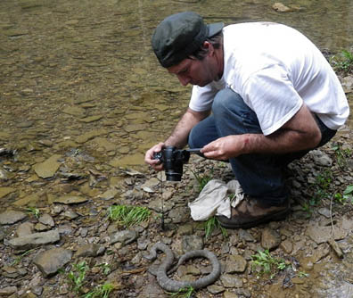 Northern Water Snake