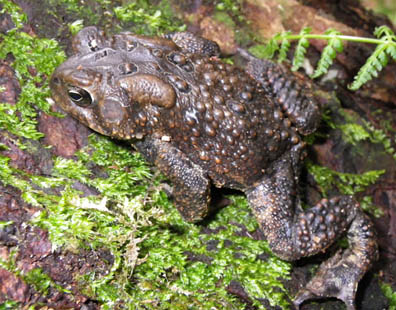 American Toad