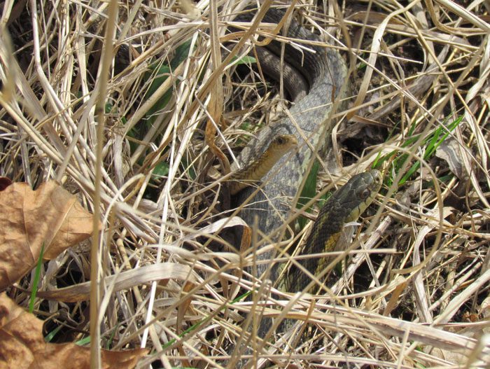 Eastern Garter Snake