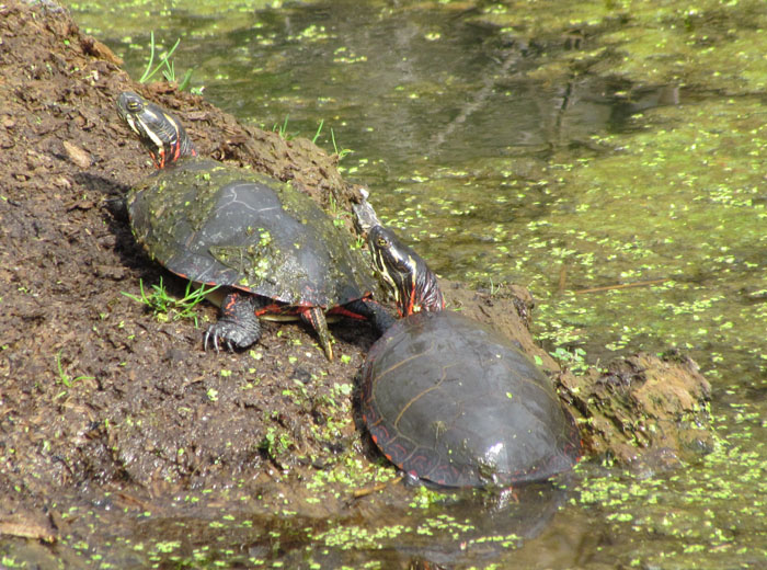 Painted Turtles