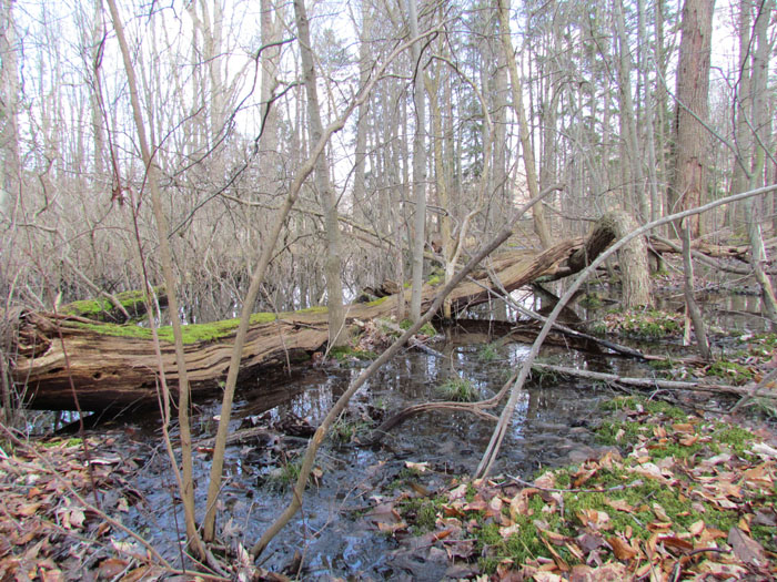 amphibian habitat