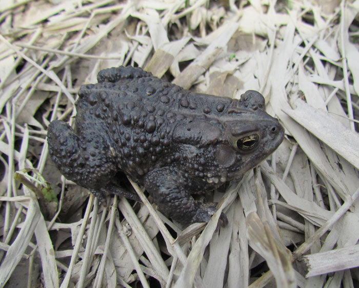 American Toad