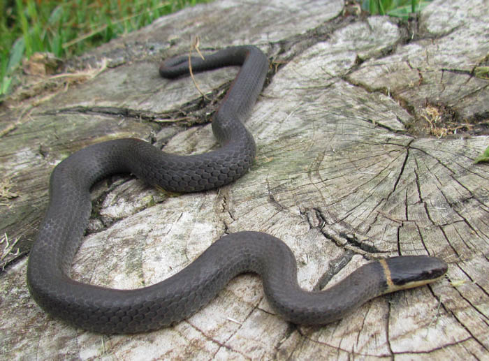 Northern Ringneck Snake