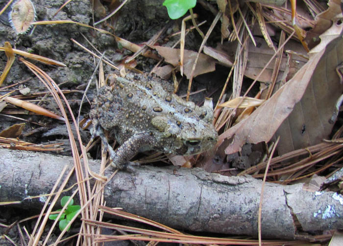 American Toad