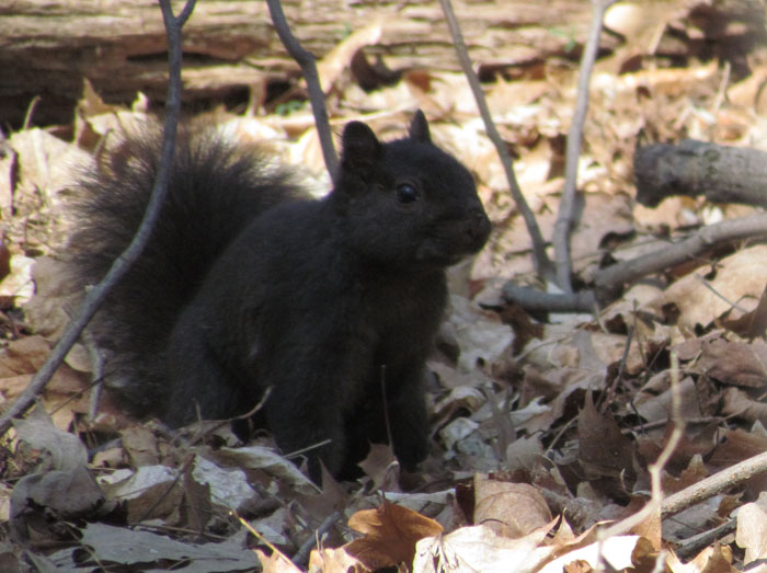 Black Squirrel