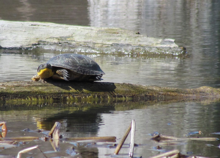 Blanding's Turtle