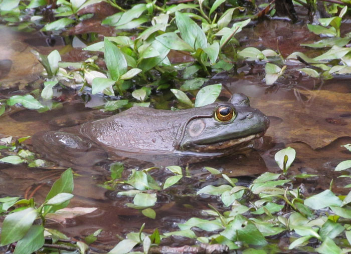 Bullfrog