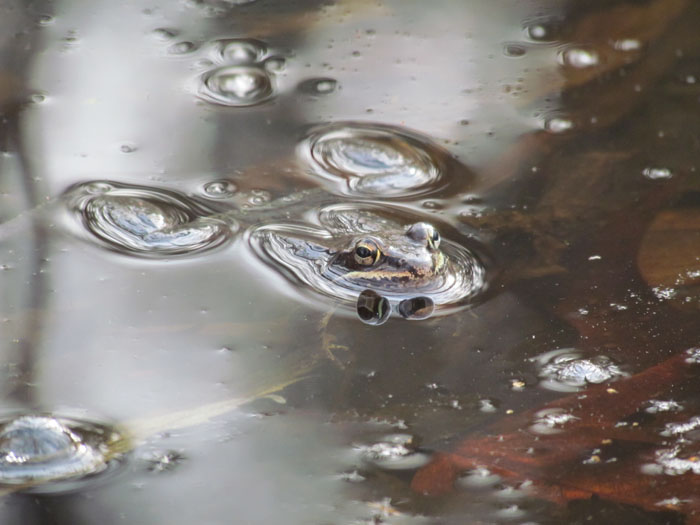 Wood Frog