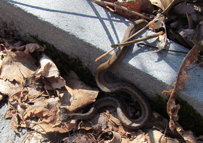 Northern Brown Snake