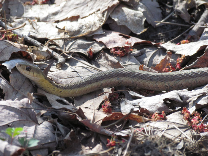 Eastern Garter Snake