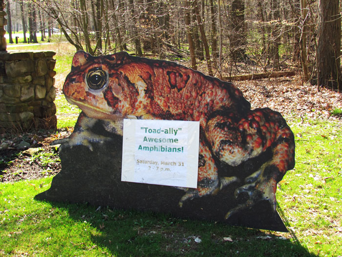 American Toad