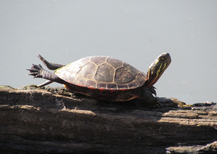 Painted Turtle