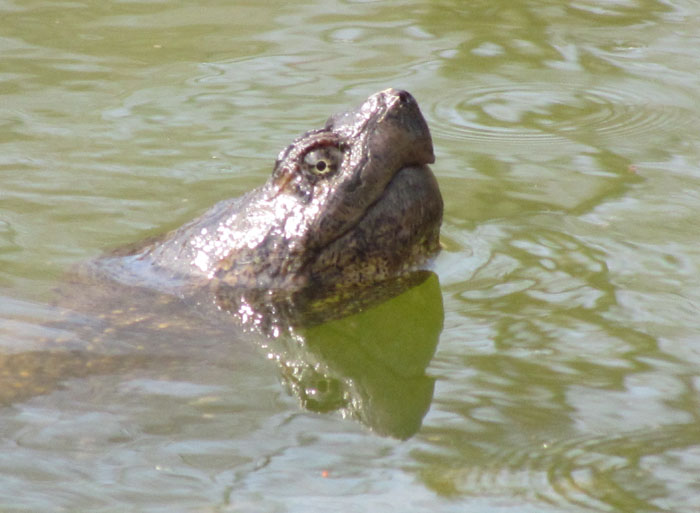 Snapping Turtle