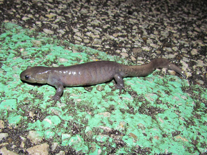 Jefferson Salamander