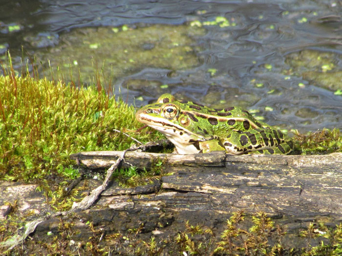 Leopard Frog