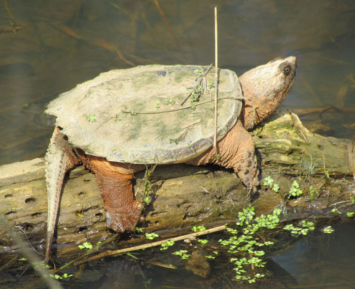 Snapping Turtle