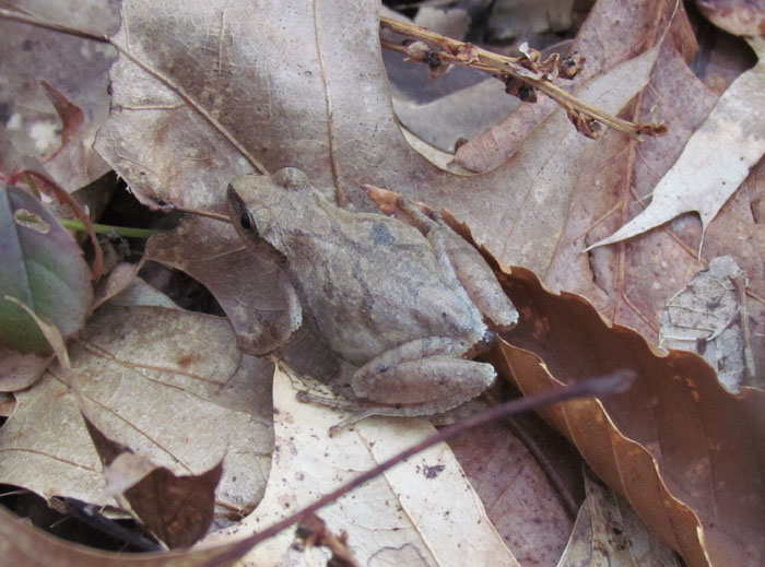 Spring Peeper