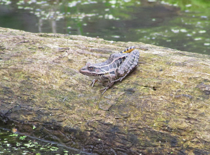 Pickerel Frog