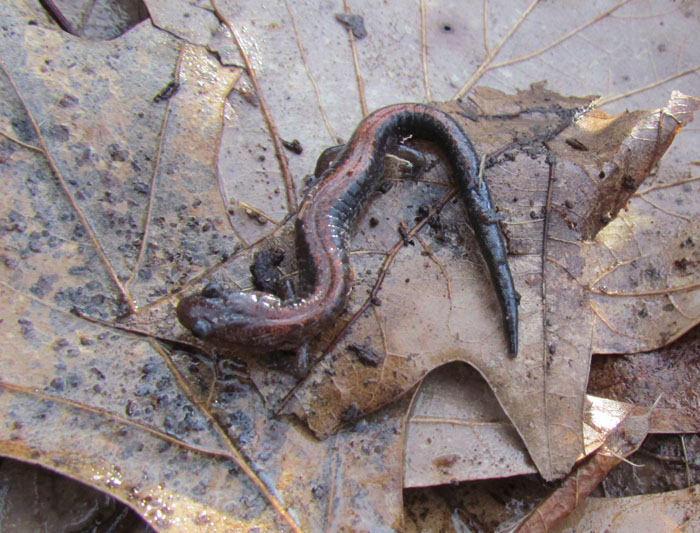 Redback Salamander