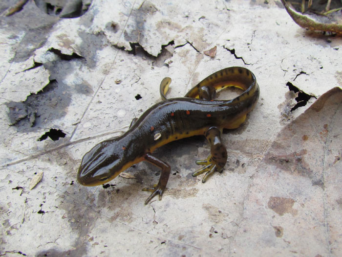 Red-spotted Newt