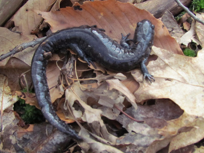 Smallmouth Salamander