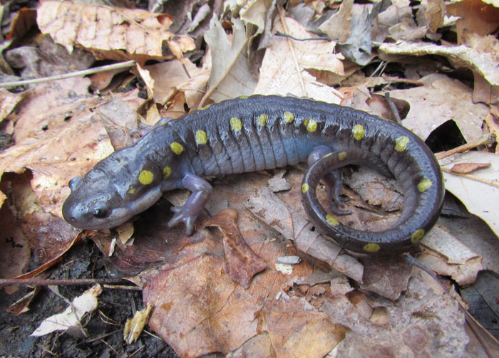 Spotted Salamander