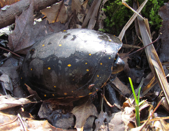 Spotted Turtle