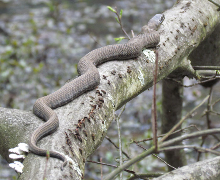 Northern Water Snake