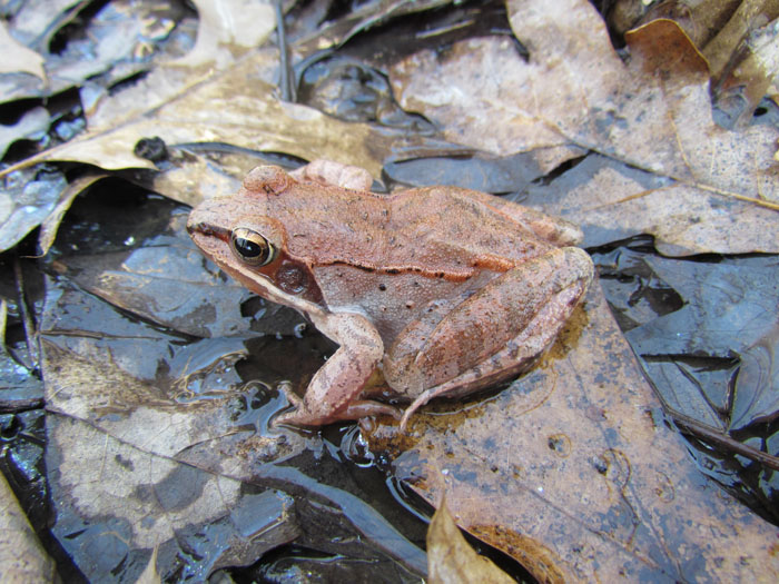 Wood Frog