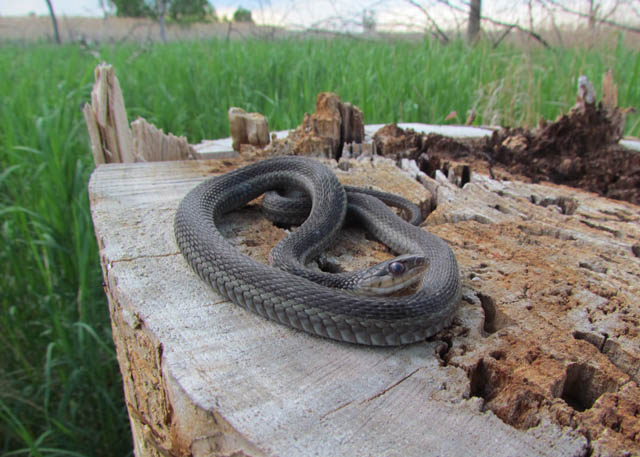 Eastern Garter Snake