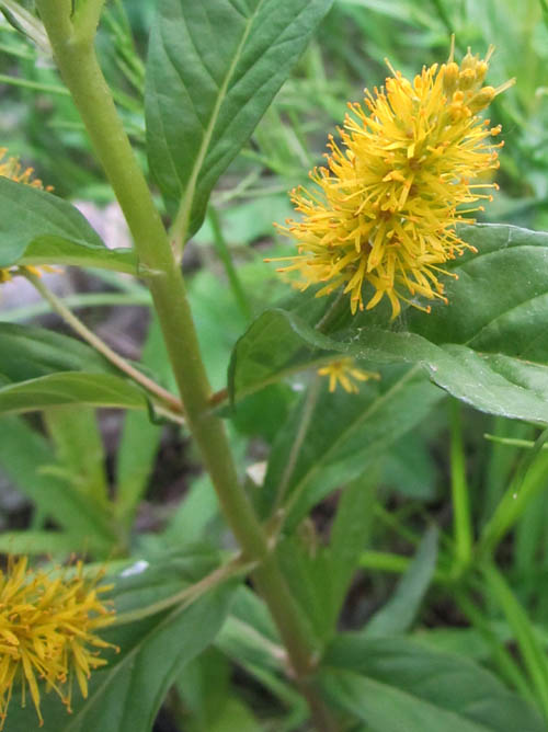 Tufted Loosestrife