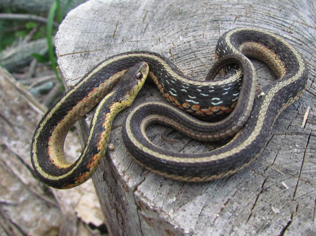 Eastern Garter Snake