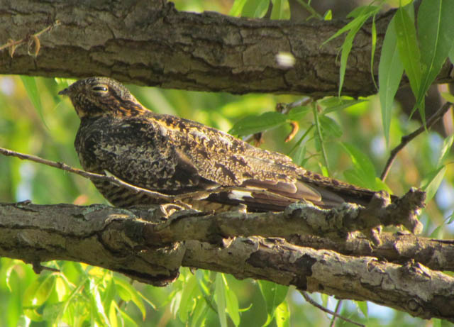 Common Nighthawk