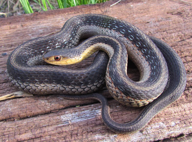 Eastern Garter Snake