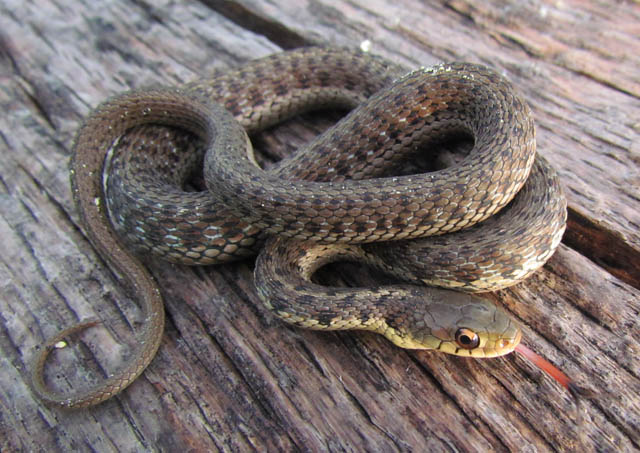 Eastern Garter Snake